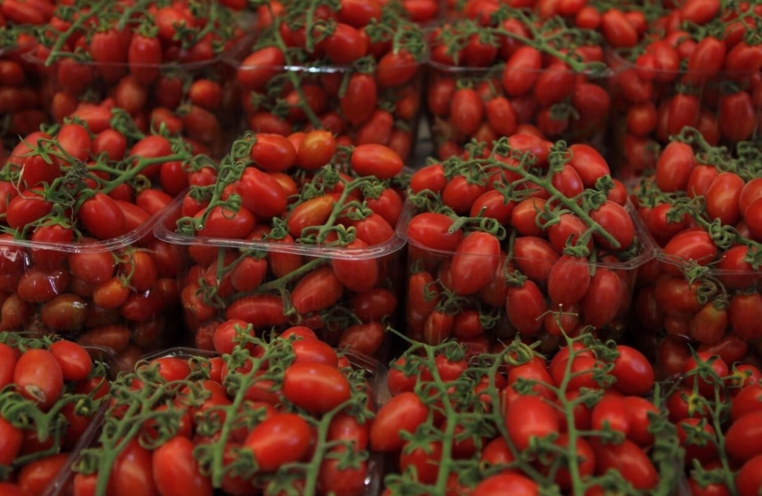 Salmonelë në domatet qershi nga Italia, mbi 130 persona të infektuar